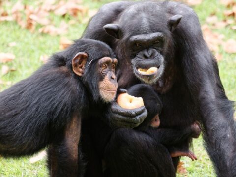 12 Awe-Inspiring Animal Friendships We Need to Learn From