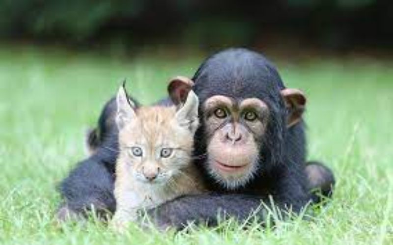 Chimpanzee and kitten bonding together