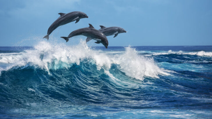 Playful dolphins jumping over breaking waves. Hawaii Pacific Ocean wildlife scenery. Marine animals in natural habitat.