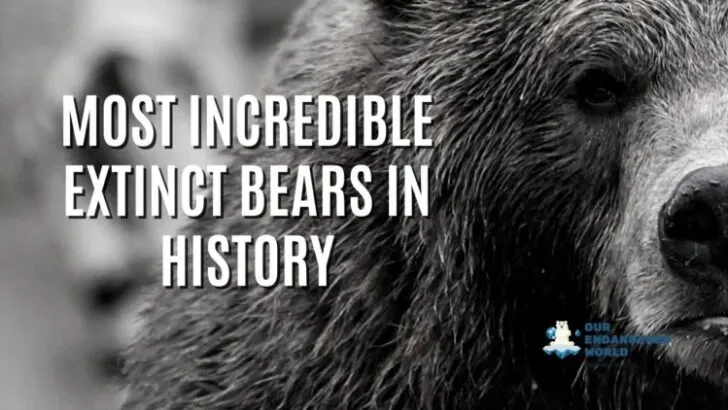 Most Incredible Extinct Bears in History