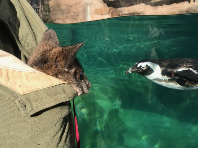 Penguin and wallaby