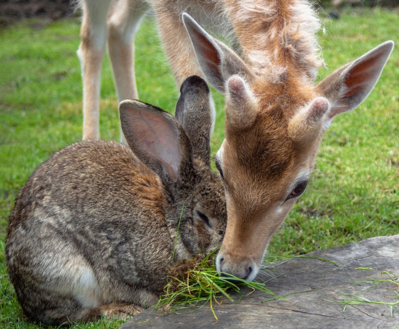 Portrait of a little deer and a rabbit