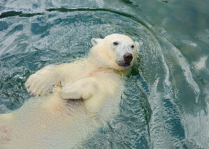 60 Fun & Interesting Facts About Polar Bears