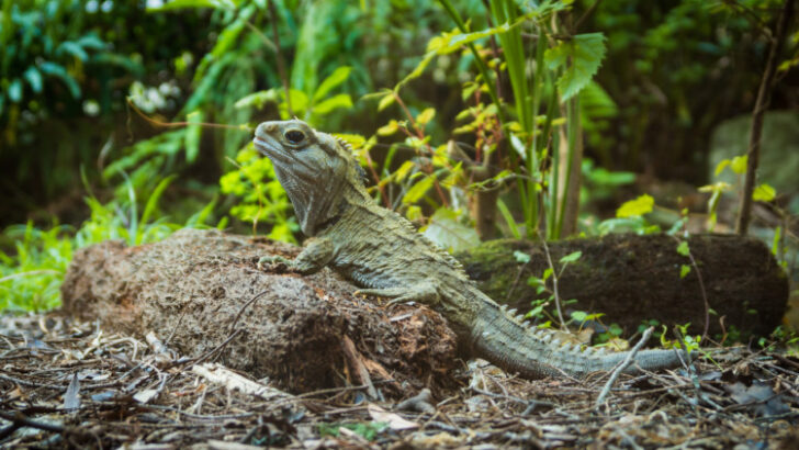 Tuatara in the wild