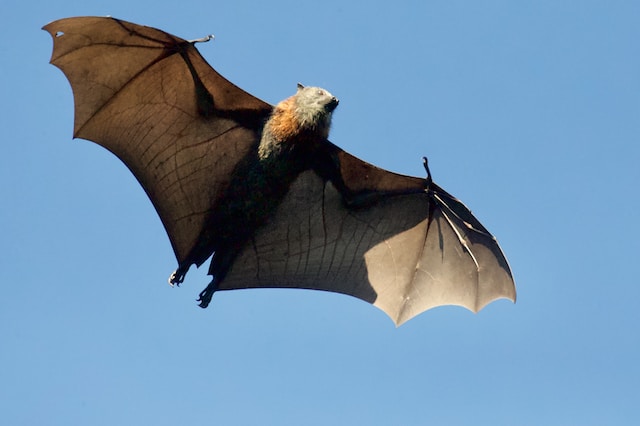 a bag flying in the sky