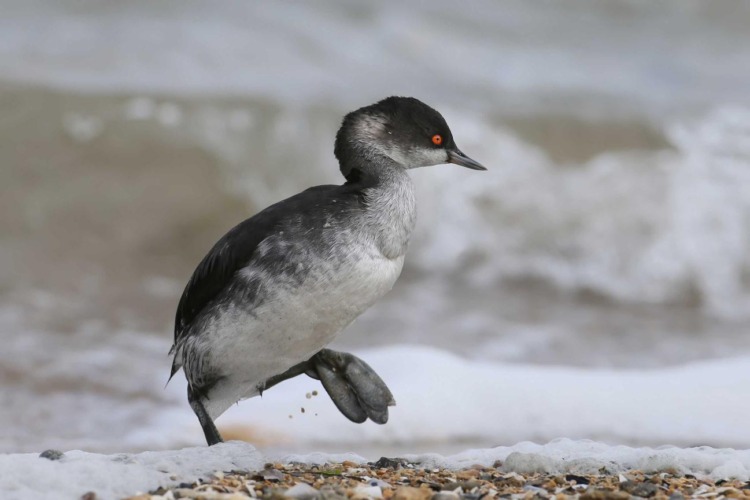 a grebe walking on a snow field