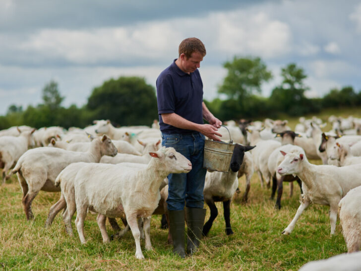 Farm, sheep and bucket with man in field for agriculture, sustainability and animal care. Labor, ecology and summer with male farmer in countryside meadow for cattle, livestock and lamb pasture.