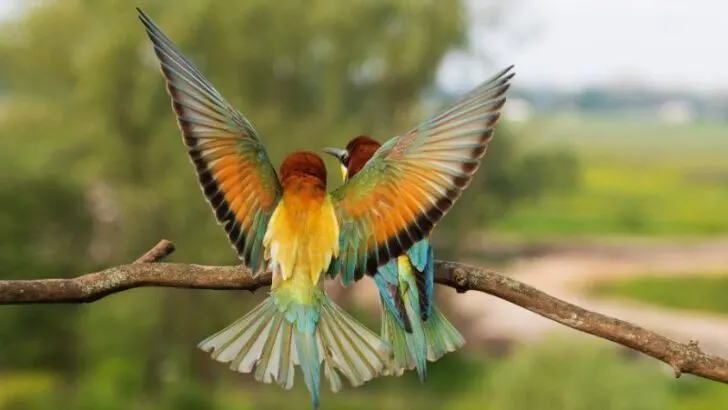 Bright colored wings of bird of paradise