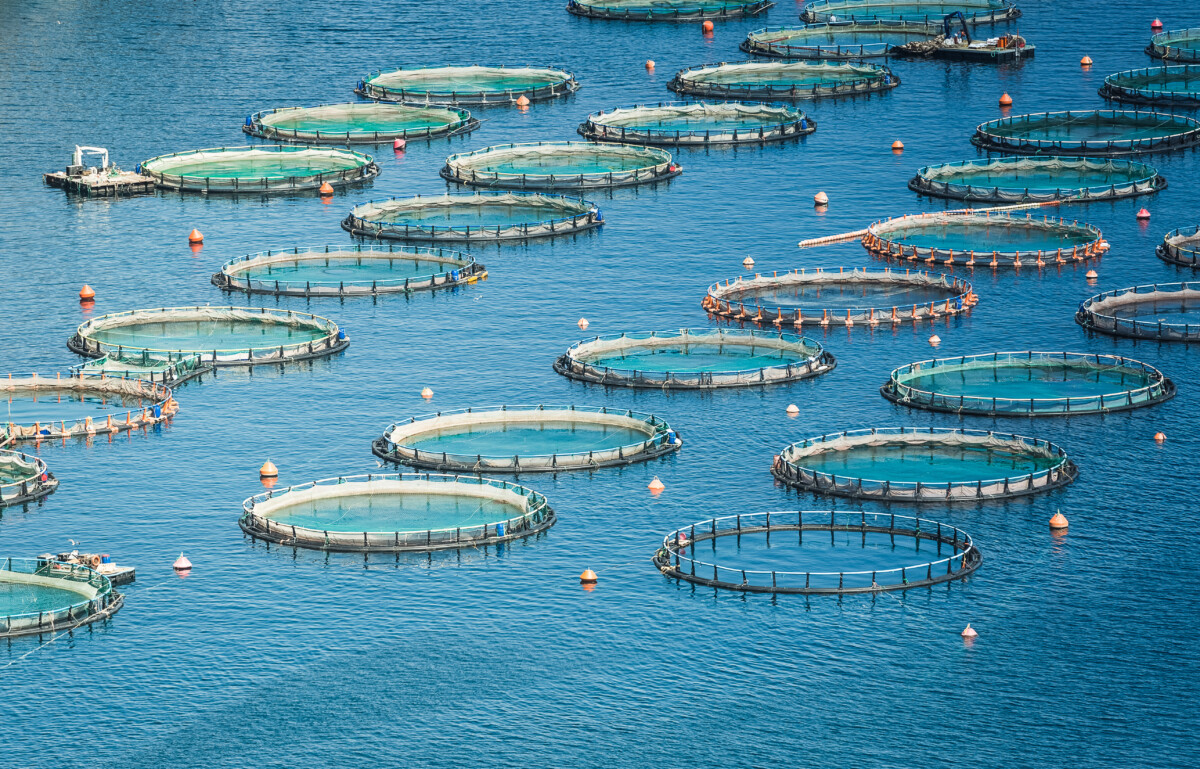 What is Overfishing? Examples & Solutions to Prevent