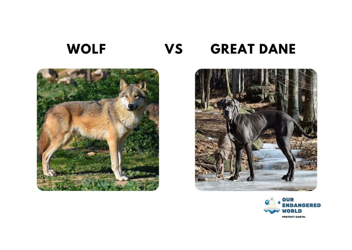 Wolves Size Comparison How Big Are Wolves Compared to Dogs, Humans