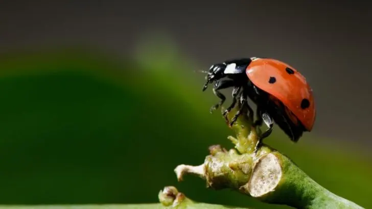 Red beetle on a stalk