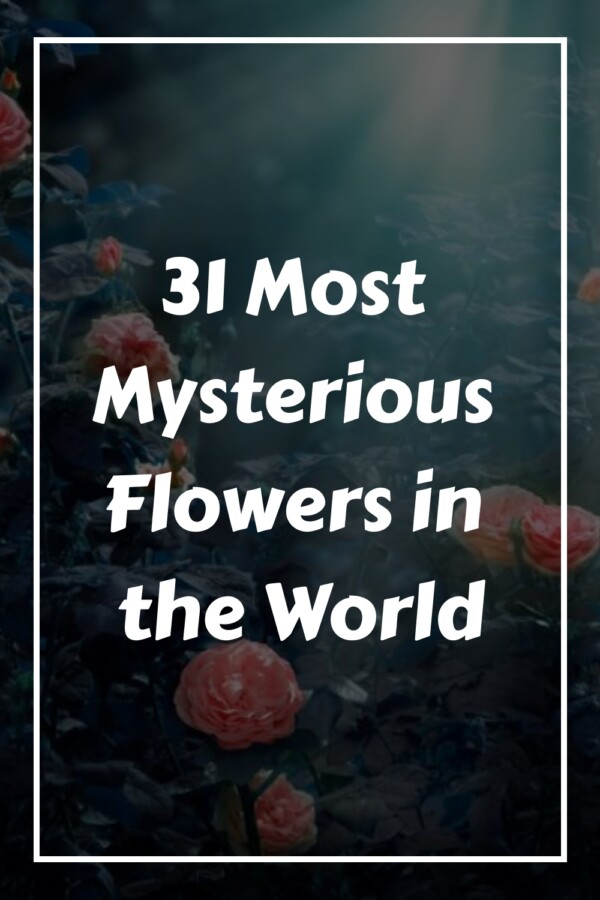 31 Most Mysterious Flowers in the World generated pin 29154