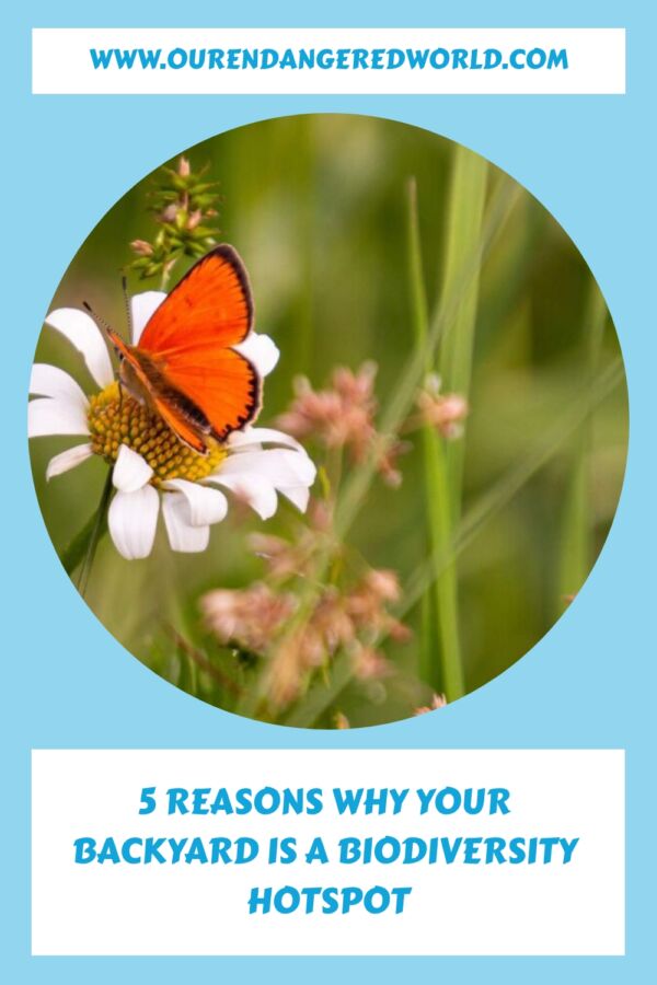 5 Reasons Why Your Backyard is a Biodiversity Hotspot generated pin 38743