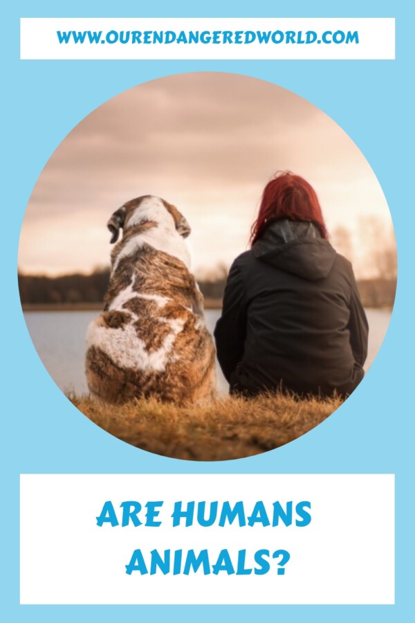 Are Humans Animals generated pin 19321