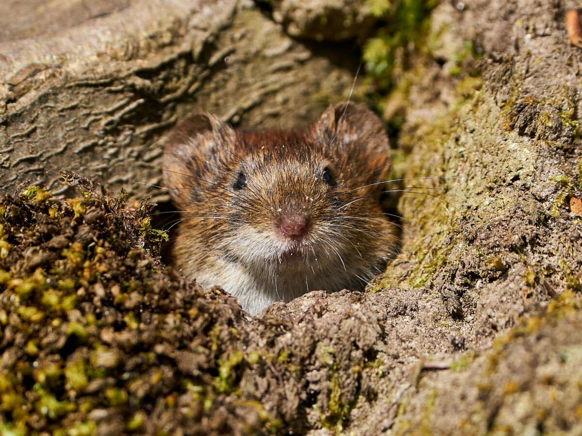 Cute bank vole peeking on a hole