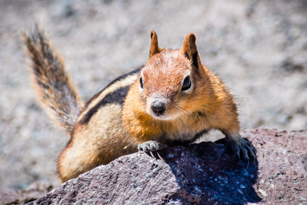 Chipmunk at the national park in California