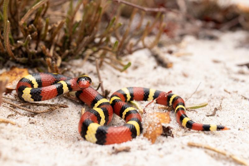 Red coral snake