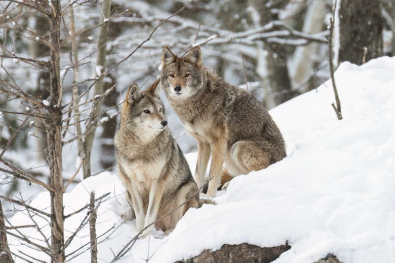 Can a Coyote Climb a Tree? Exploring the Surprising Climbing Skills of ...