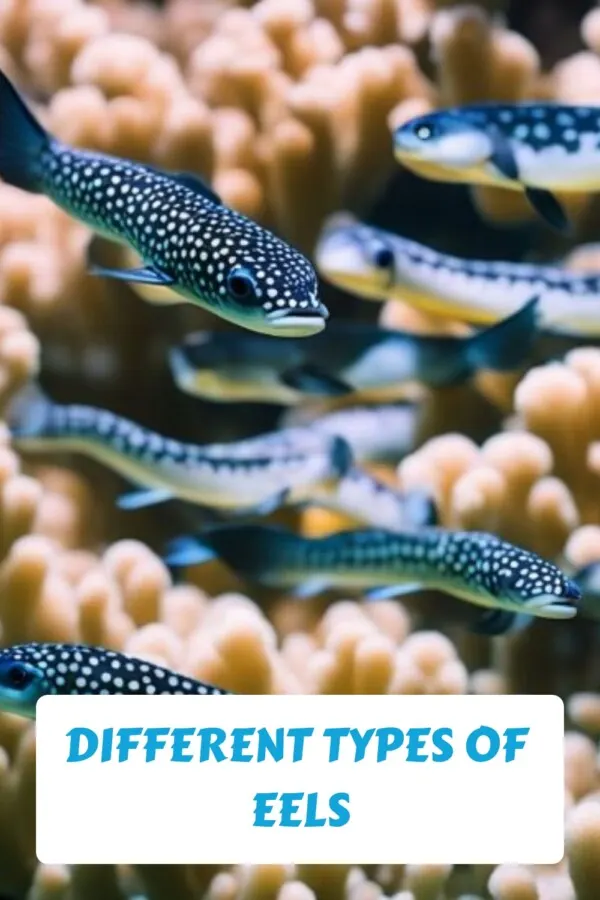 These Are Creepy! 18 Different Types of Eels in the World