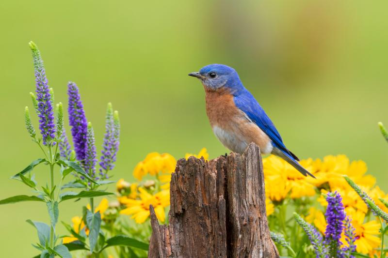 Eastern bluebird male on fence post near flower garden