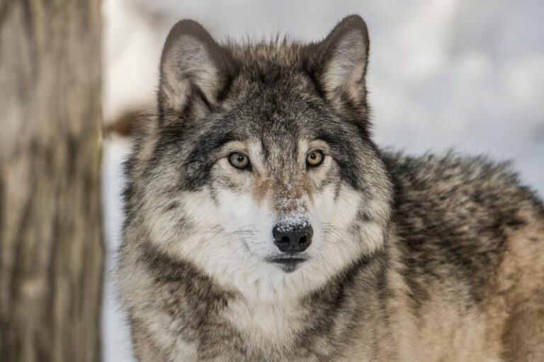 22 Different Types of Wolves in the World