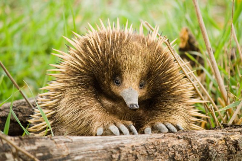 Spiked Echidna