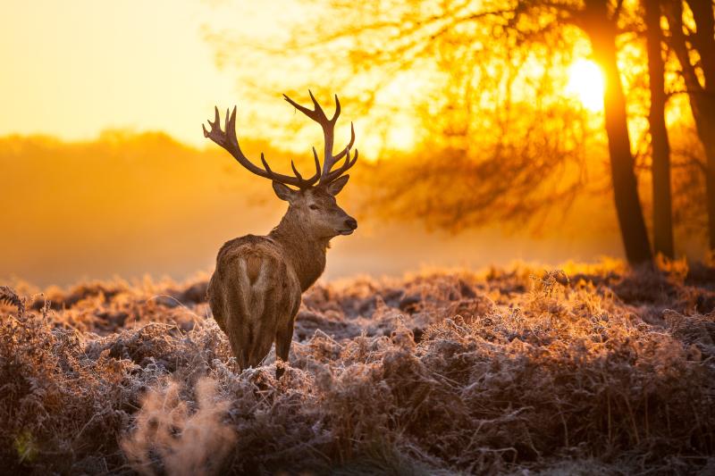 Elk in morning sun