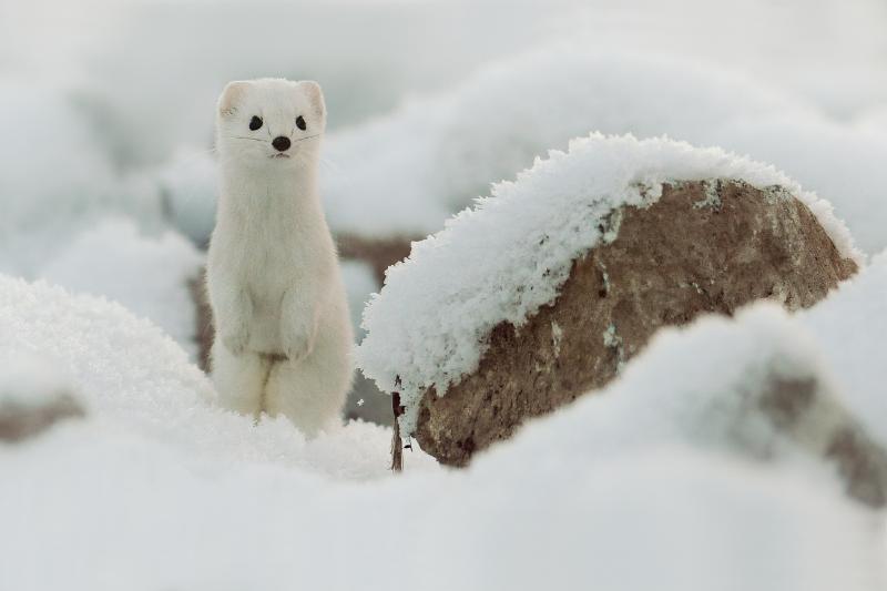 Mustela erminea like a state in winter snow