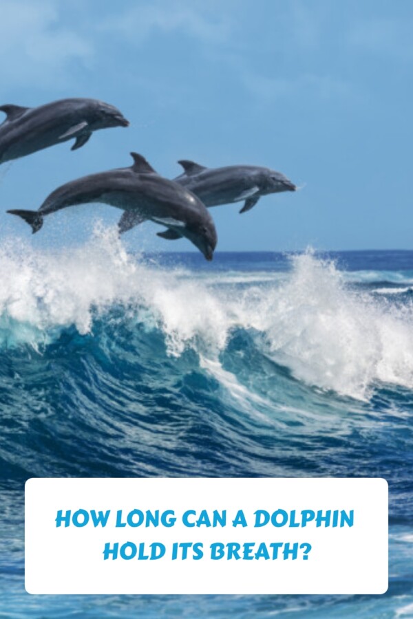 How Long Can A Dolphin Hold Its Breath generated pin 34226