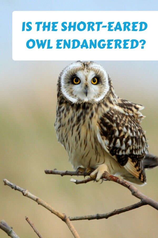 Is The Short Eared Owl Endangered generated pin 31184