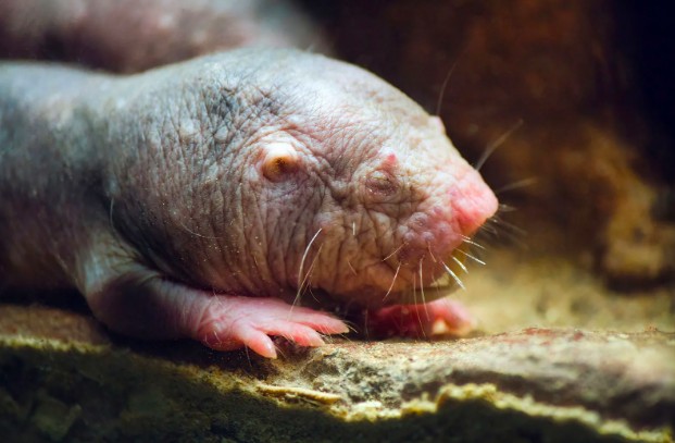 A naked mole rat 