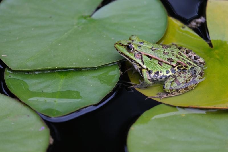 Pelophylax green edible frog sitting on a water lily