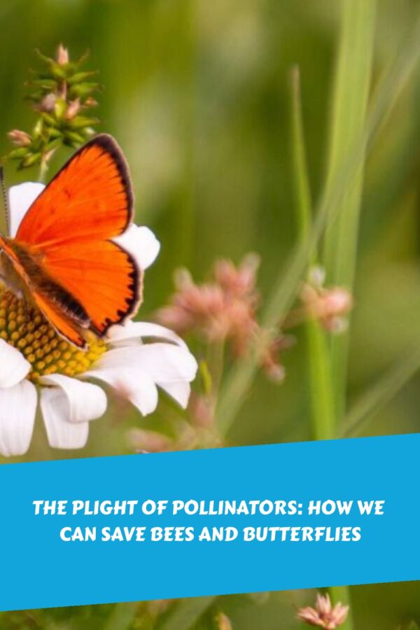 The Plight of Pollinators How We Can Save Bees and Butterflies generated pin 38944