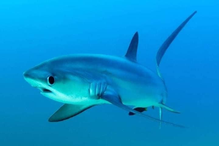 Thresher shark underwater