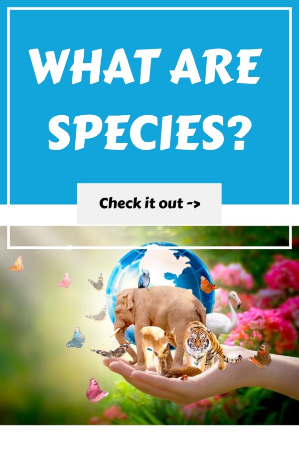 What Are Species generated pin 31592