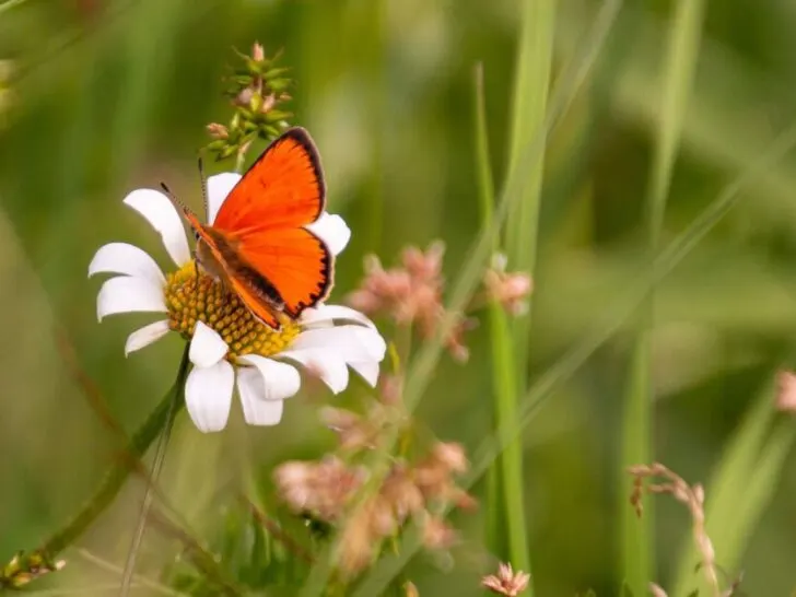 a butterfly sitting on a flower to show that saving pollinators is important for reproducing flowers