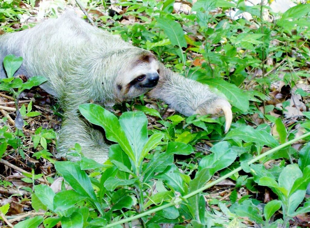 Adult sloth in the wild