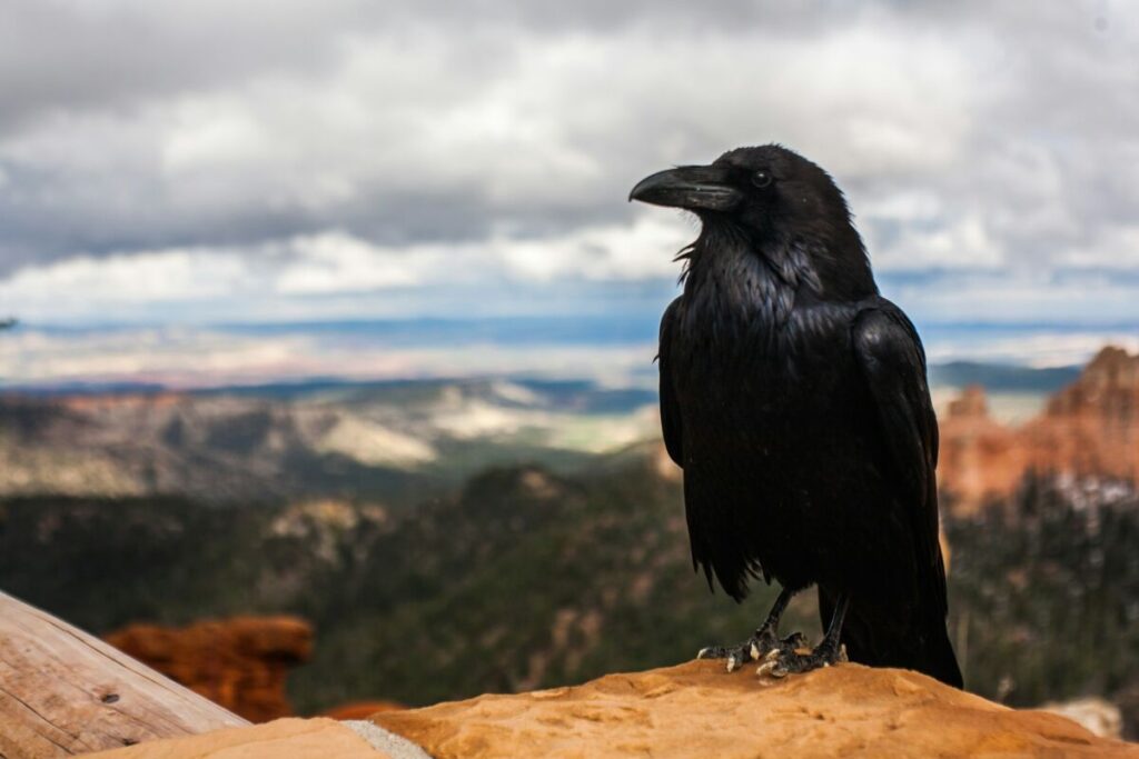 Lone black corw perched on a rock