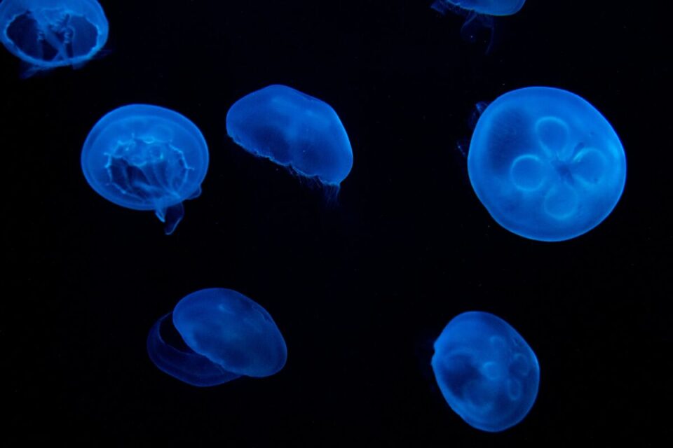 What is Bioluminescence? Nature's Living Light Explained