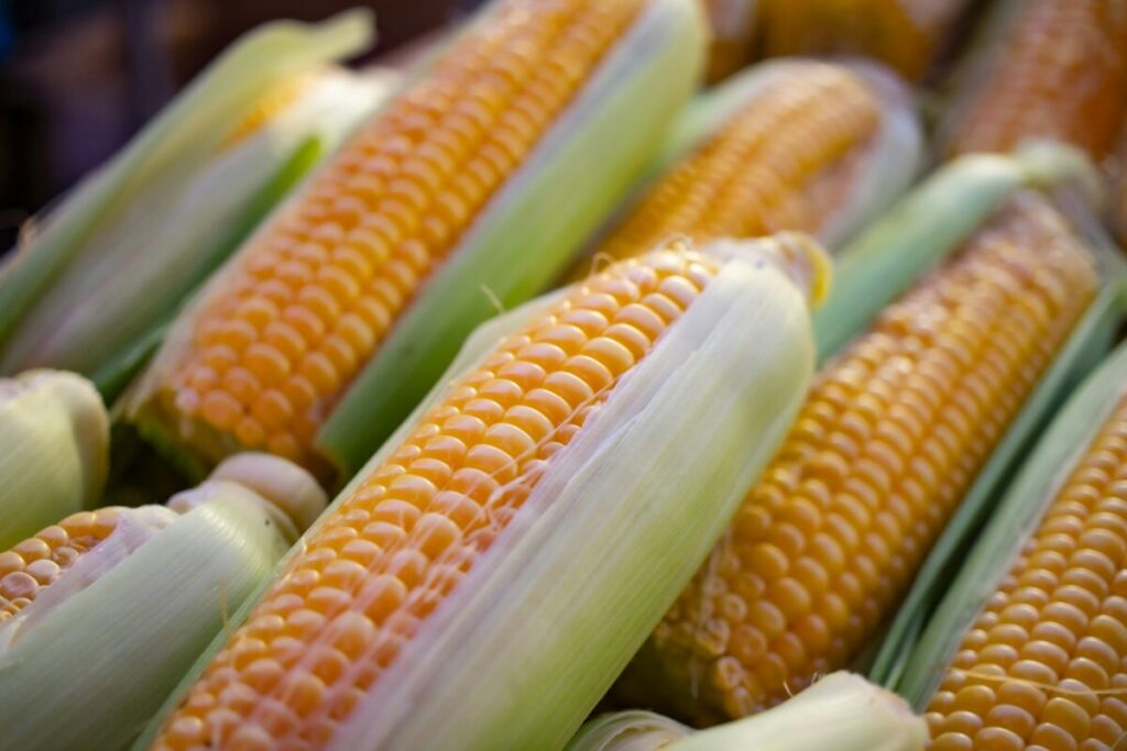 Stock of Corn Cobs