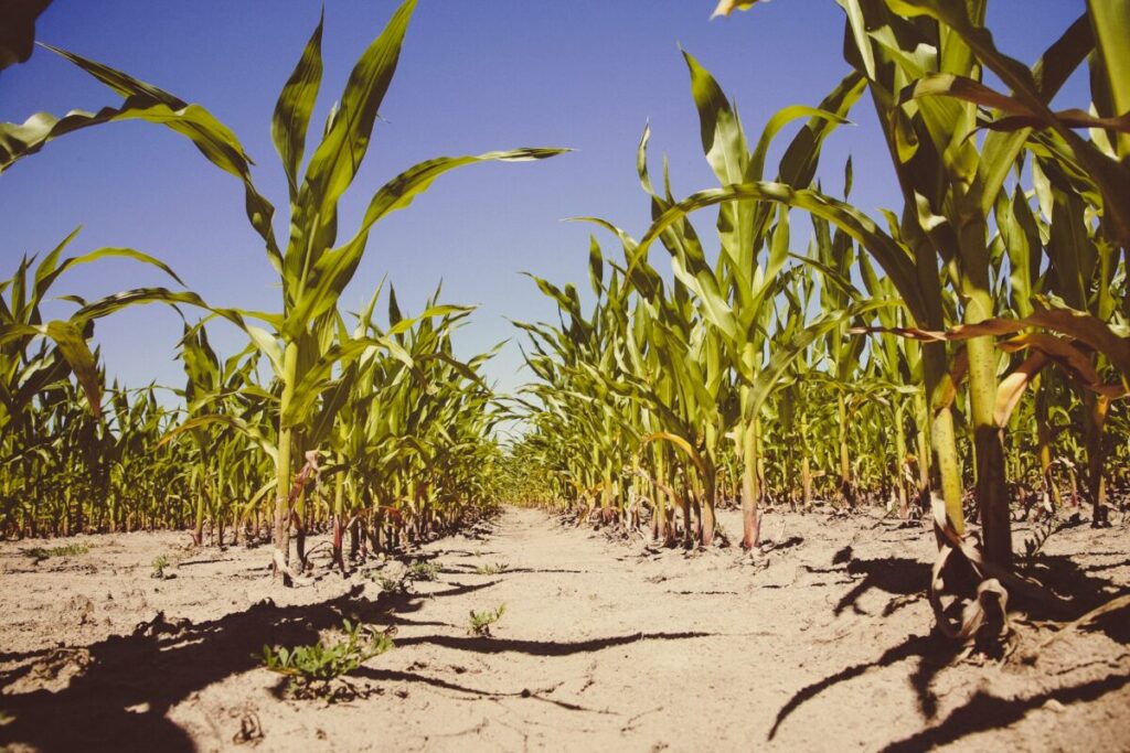 Corn crops on a sunny day