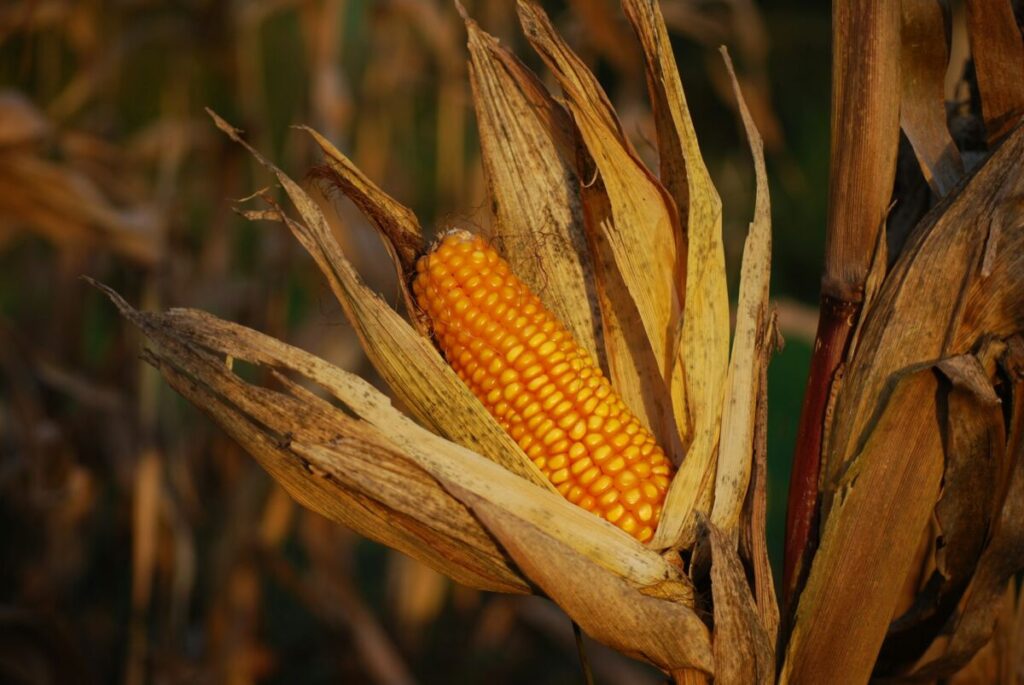 Corncob close-up