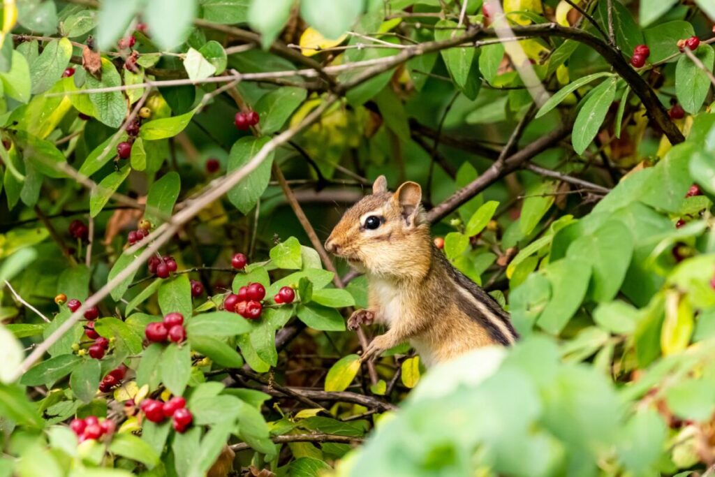 Closeup of a cute chipmunk eating honeysuckle berries in a field