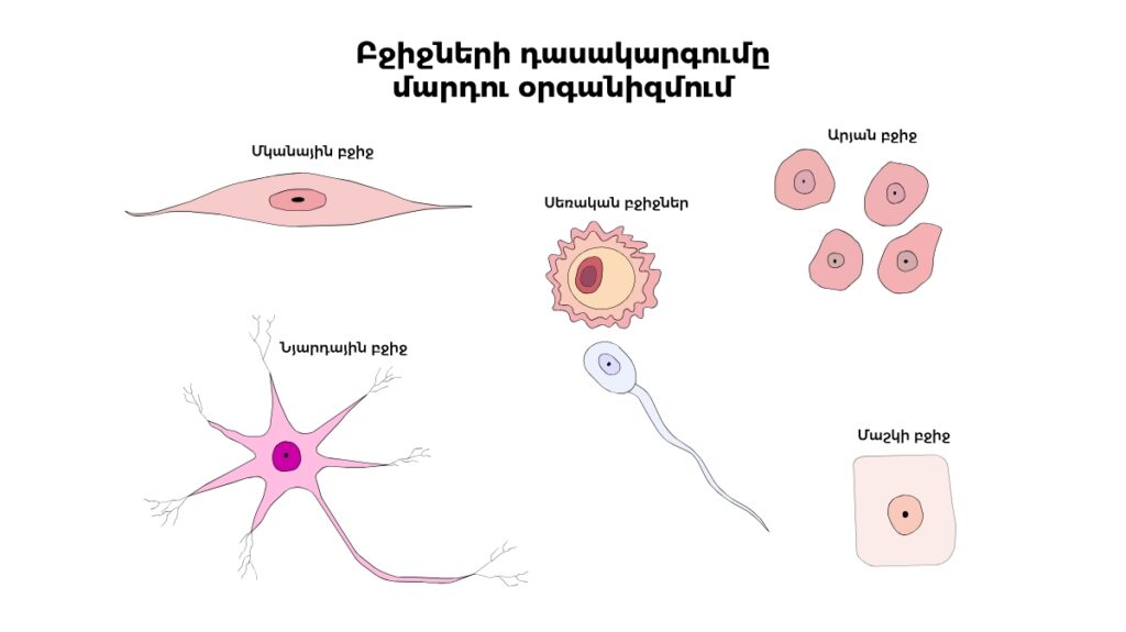 Different Human Body Cells