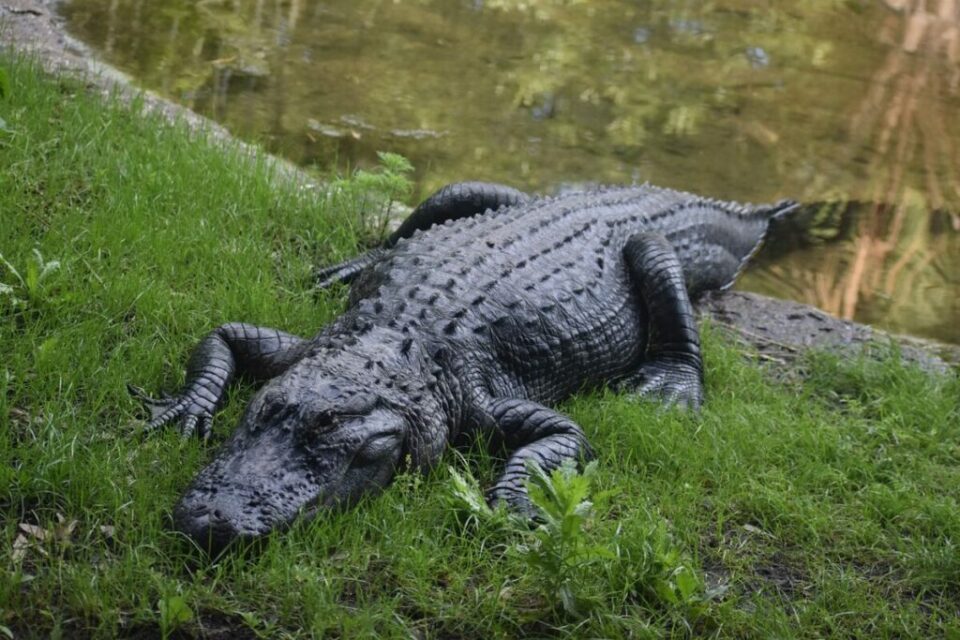 Do Alligators Have Tongues? Here's What You Need to Know