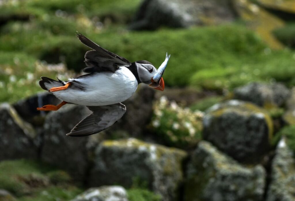 Puffin Hunting Fish