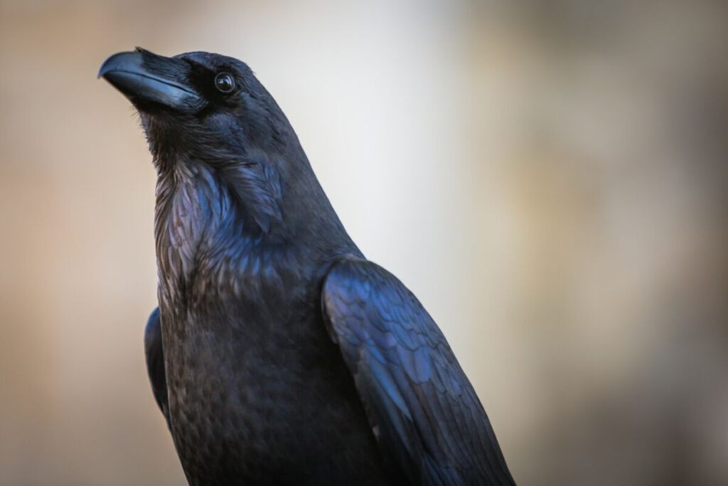 Raven face close-up