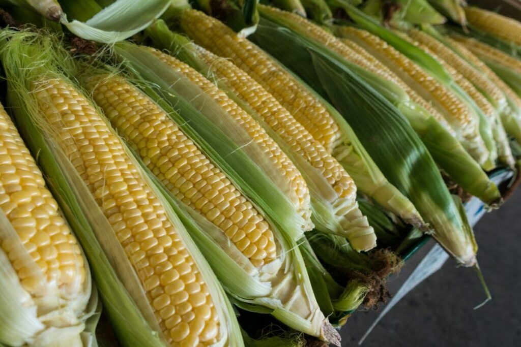 Pile of yellow corns